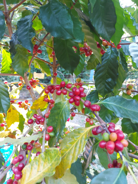 項目的實驗農場內有全港最大規模的咖啡園，種植了逾五百棵咖啡樹以試驗農林間作法